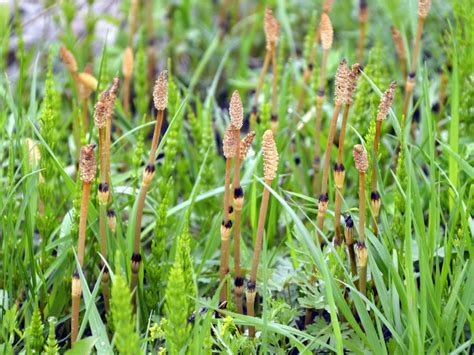 Horsetail typically grows in stands that cluster together in dense patches. Horsetail Weed Killer - Getting Rid Of Horsetail Weed In ...