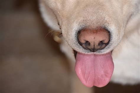 Free Dog Tongue Images Pictures And Royalty Free Stock Photos