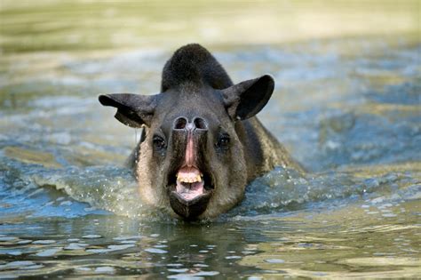 Gallery Meet The Tapir South Americas Cutest Prehistoric Animal