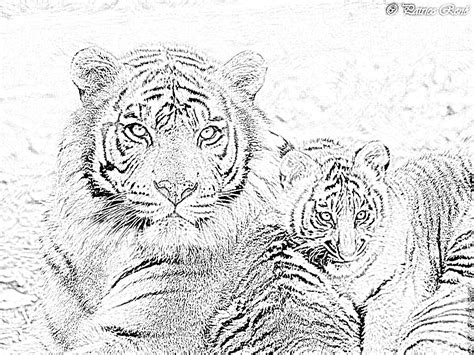 Раскраска Тигр Для 10 14 Лет Telegraph