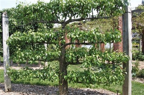 Its About Time Espalier And Wall Trees In Early America Espalier