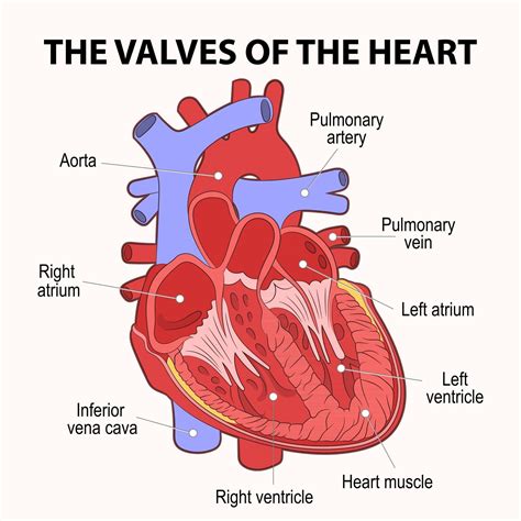 Human Heart Cross Section Descriptive Scheme Vector Art At