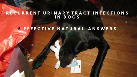 Dog Recurrent Urinary Tract Infections 5 Effective Holistic Answers