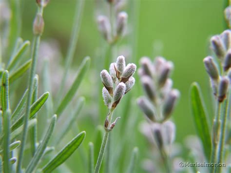Lavendel in meinem garten lavendel ist eine recht pflegeleichte pflanze. Weißer Lavendel im Garten - Meriseimorion