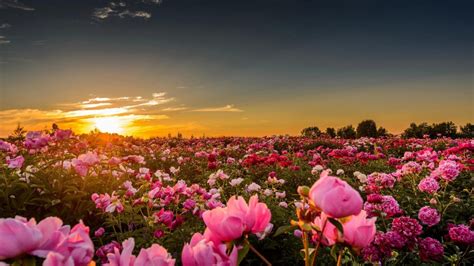 Dark Light Pink Rose Field With Leaves During Sunset Hd Nature