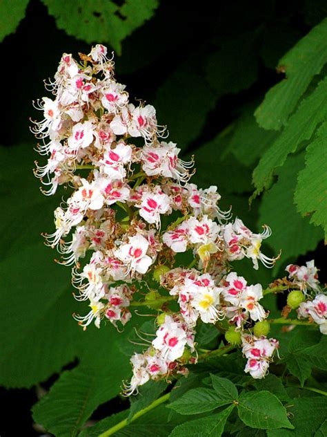 Horse Chestnut Flower Flickr Photo Sharing