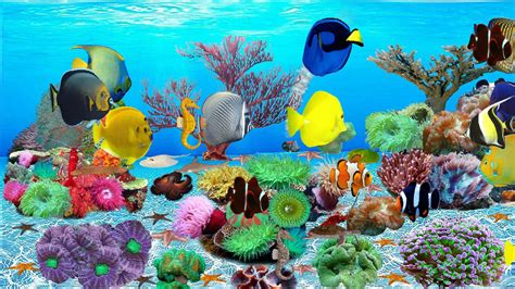 Top 10 Best Live Aquarium Fish Screensaver Best Of 2018