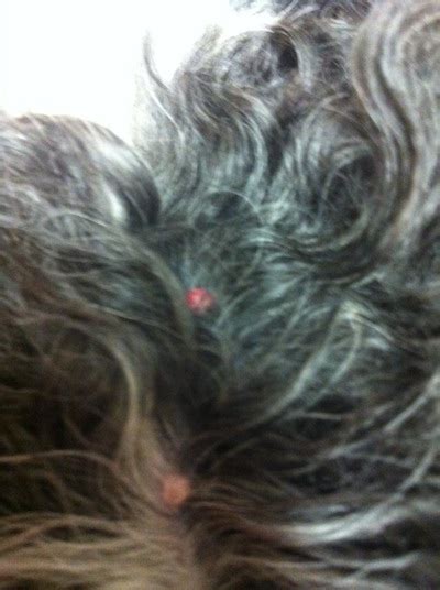 Pink Bumps On The Top Of My Dogs Head Ask A Vet