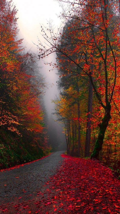 🍁 On The Road 🍂 🍂 By A Foggy Autumn Day 🍁 Fotografia Przyrodnicza