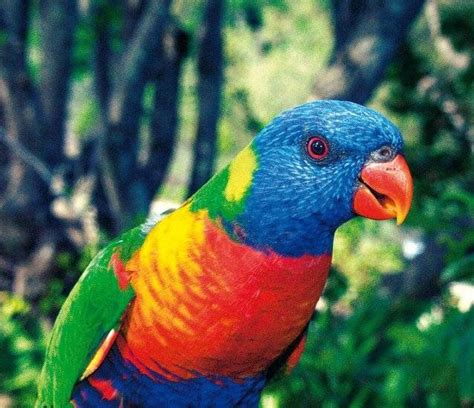 Las Cinco Aves Más Guapas Y Coloridas Del Mundo Veoverde Nueva Mujer