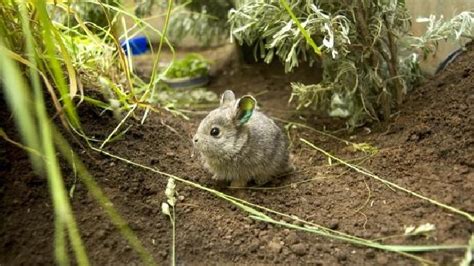 Reviving Endangered Populations Of The Columbia Basin Pygmy Rabbit
