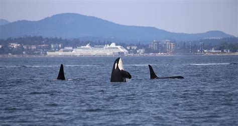 Whale Watching In Vancouver Holiday Destinations Around The World