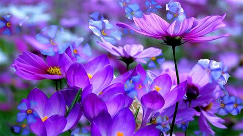 Free Download Purple Flowers Hd Wallpapers For Desktop Best