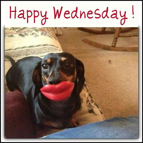 Happy Wednesday Weiner Dog Baby Dachshund Funny Dachshund