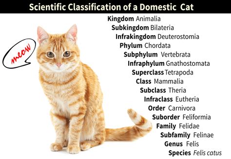 The naming system for animals is similar to the naming system of plants. Scientific Classification » Resources » Surfnetkids