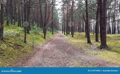 Wide Hiking Trail Among Tall Pine Trees In The First Days Of Spring