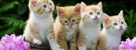 Kumpulan Foto Sampul Keren dan Unik Terbaru | Bangiz