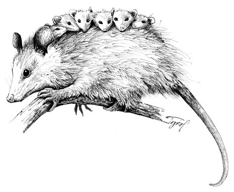 Images For Easy Possum Drawing Opossum Possum Animals