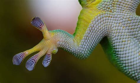 New Adhesive As Sticky As Geckos Feet Asian Scientist Magazine