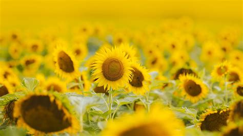 Download Wallpaper 1366x768 Sunflowers Flowers Field Plant Yellow