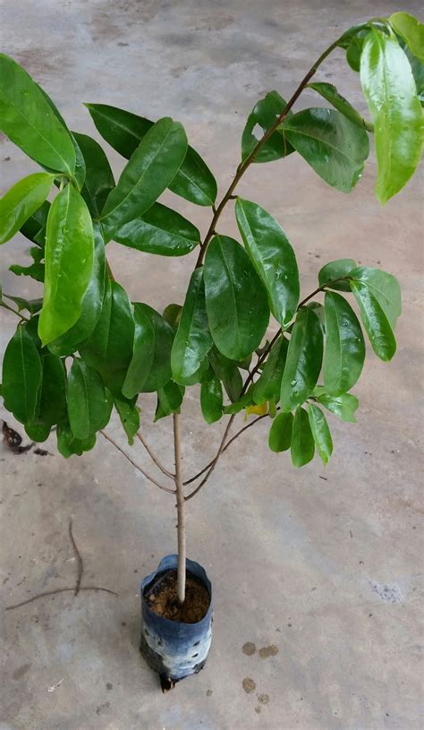Saya tut pokok lemon dan buat rakaman sekali. Warisan Petani: Anak Benih Pokok