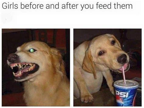 18 Funny Pet Memes To Make You Happy Cuteness