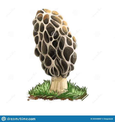 Morchella Americana, Morchellaceae, Mushroom, Digital Art Illustration ...