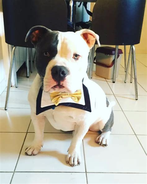 Pitbull Bulldog Mix 10 Amazing Facts That Will Make You Fall In Love