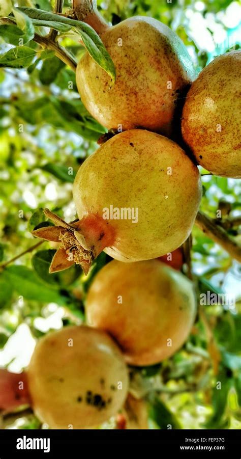Close Up Of Pomegranates On Tree Stock Photo Alamy