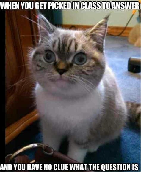 3244 Best Cat Memes Images On Pinterest Funny Cats Cat