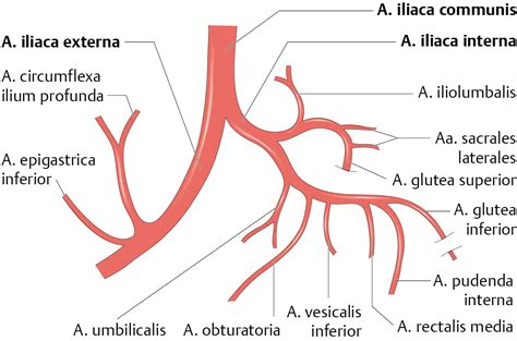 Ветвями внутренней подвздошной артерии являются артерии выберите