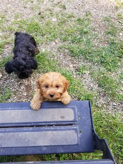 Havanese, hypoallergenic.champion bloodline akcparents onsite in n.phoenix pet only contract w/ 1st vaccine & deworm incl'd. Cockapoo in Niles, Michigan - Hoobly Classifieds in 2020 ...