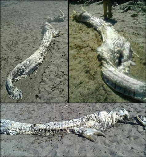 Mysterious Horned Sea Monster Washes Ashore In Spain Things You