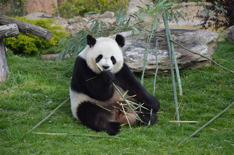Le Panda Du Zoo De Beauval Attend Des Jumeaux