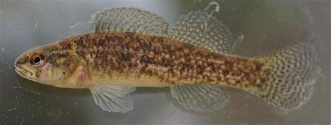 Alabama Fish Added To Endangered Species List