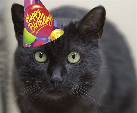 Happy Birthday Cat Images Cat Birthday Wishes Happy Birthday Black