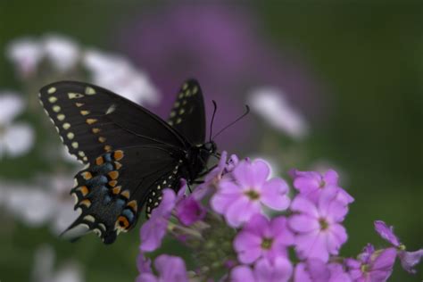 Black Swallowtail Black Swallowtail Sr Flickr