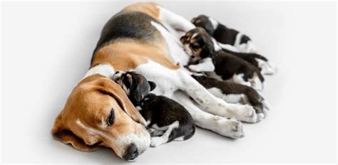 Joseph wakshlag, dvm, phd, is assistant professor of clinical nutrition at cornell university college of but if you're not able to feed your pup three times a day, don't worry. How Much To Feed Beagle Puppy | 4 Week - 6 Week - 8 Week