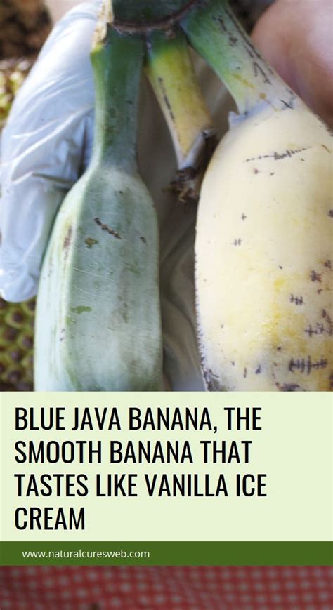 Blue Java Banana The Smooth Banana That Tastes Like Vanilla Ice Cream Herbal Cure Natural