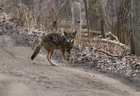 Is this a coyote? SW Michigan. : r/animalid