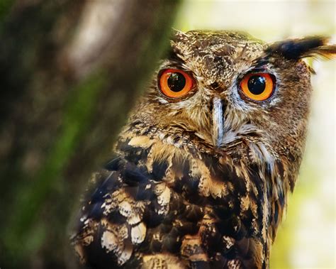 Nice Desktop Wallpaper Of Branch Wallpaper Of Bird Owl