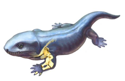 A Reconstruction Of The Evolution Of The Forelimbs Of Early Tetrapods
