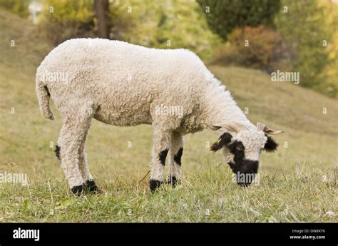 Domestic Sheep Walliser Schwarznasenschaf Valais Blacknose Dual