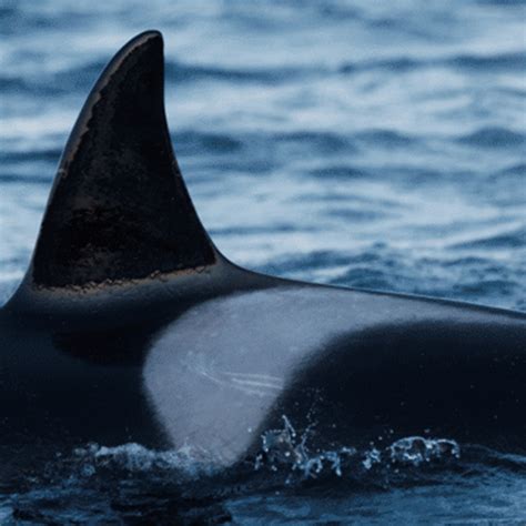 Nkw 0453 Killer Whale Wiki Fandom