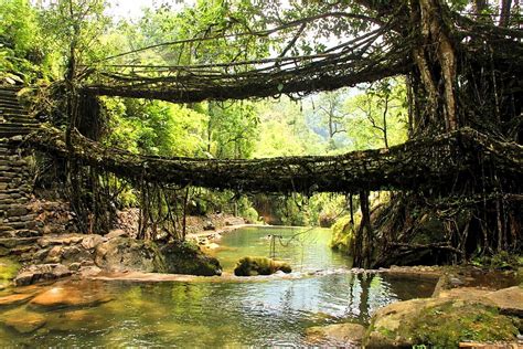 The Extraordinary Living Root Bridge In Meghalaya India A Revolving