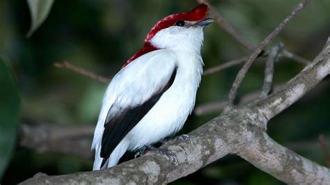 Araripe Manakin Antilophia Bokermanni © Ciro Albano Cropped To Carousel