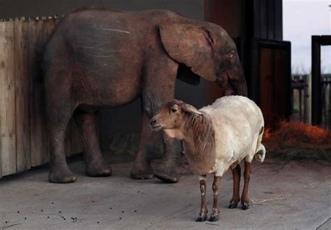 Rescued Albino Elephant Khanyisa Is Happy With New Herd In South Africa