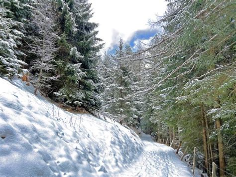 Alpine Forest Trails In A Typical Winter Environment And After The