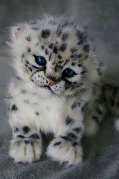 Pin By Beatrice Popkoff On Cats Baby Snow Leopard Cute Animals Cats