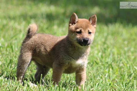 You can find shiba inu puppies priced from $300 usd to $6995 usd with one of our credible breeders. Little Tiger: Shiba Inu puppy for sale near Charlotte ...